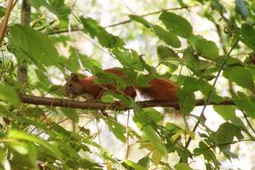 amazing Squirrel on Tree