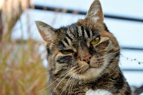 face of cute Mackerel Cat outdoor