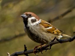 sparrow on a branch of an autumn tree