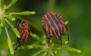striped beetles on green plants in blurred background