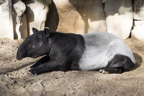 Malayan Tapir Asian