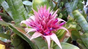 Natural pink Cactus