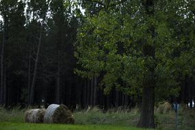 Landscape Field Wild