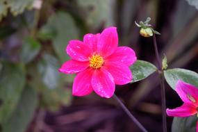 Flower Pink Guarden