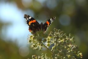 edelfalter on a flowering green plant