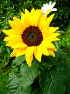 Sunflower Marguerite Flowers Late