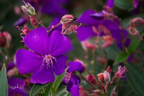 Flower Nature Violet