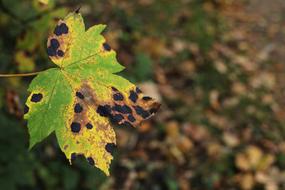 dry leaves in the woods