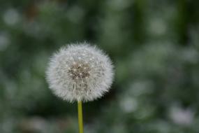 Dandelion Flower Nature