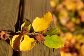 Autumn Seeds Nature Close