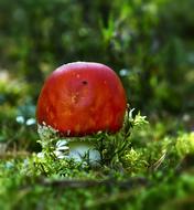 brown edible mushroom and green moss in the forest