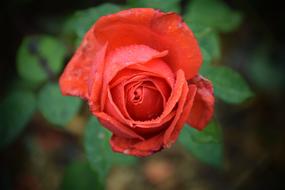 Rose Close Up Blossom