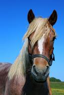 portrait of a horse with a mane
