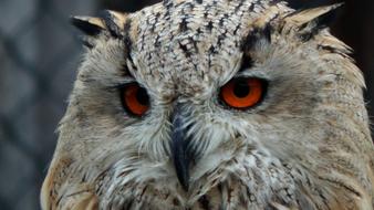 face of Owl with red eyes