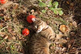 gorgeous Cat Autumn