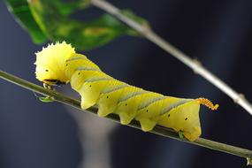 yellow caterpillar on a branch