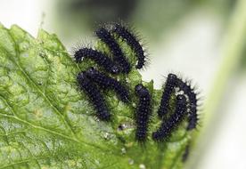 black caterpillars on a green leaf