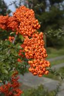 ripe orange berries on a branch