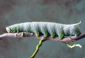 thick green caterpillar on a branch