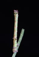 green stick Caterpillar on twig