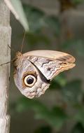 Butterfly Nature Animals