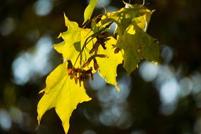 Autumn Leaf Yellow