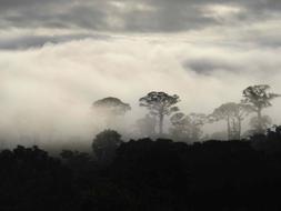 Niebla Morning Colombia