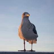 wonderful big Seagull