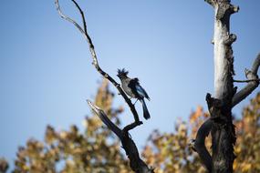 wild bird in the rocky mountain national park