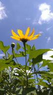 Daisy Yellow Nature