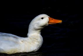 Duck Natural Pond