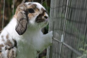 cute bunny in a cage