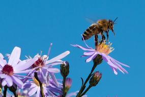 bee on purple aster flower in garden