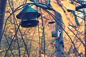 woodpecker near the feeder in the autumn forest