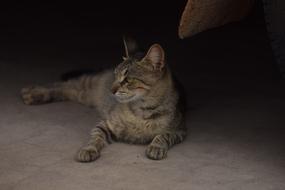 Cute, colorful and beautiful cat, lying in the light, near the shadow