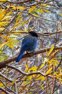 Bluebird, Jay among Branches at fall