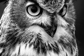 Black and white portrait of the beautiful and cute eagle owl with big eyes