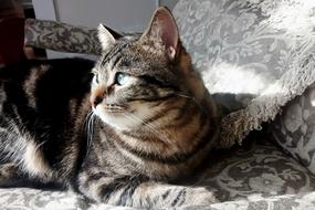 delightful Kitty