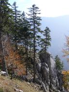 Landscape of Fir trees on Mountain