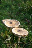 Mushroom Autumn Screen Fungus