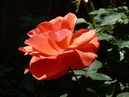Rose Flower Blossom