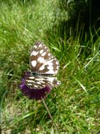 Butterfly Beetle in nature