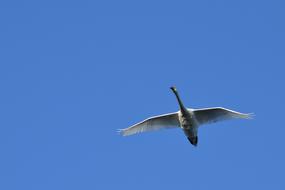 Swan Air