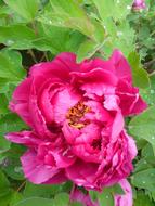 Blooming Peony Hongyan