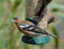 bird on a feeder on a tree close-up on a blurred background
