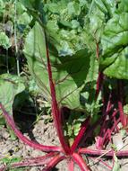 Chard Vegetables Edible