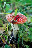 toadstool Mushroom Amanita in Forest