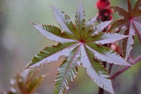 Green Nature Plants