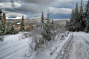 Winter Way Forest