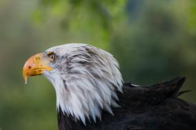 Bald Eagle looking away